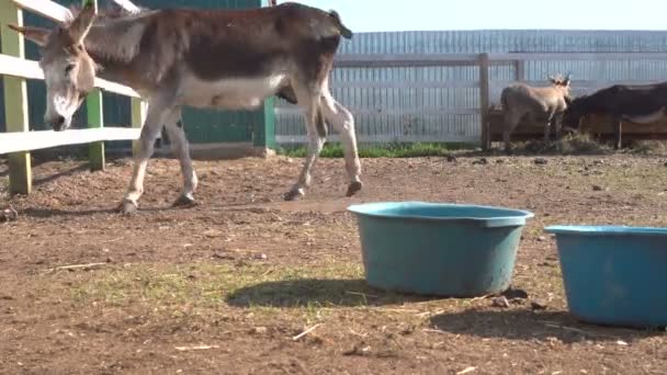 Close up view of donkeys grazing in corral with wooden fence at farm — Stock Video