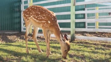 Komik şirin genç geyik hayvanat bahçesinde ot yerken poz