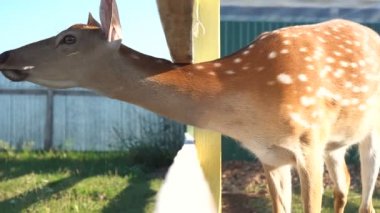 Hayvanat Bahçesi'nde benekli geyik