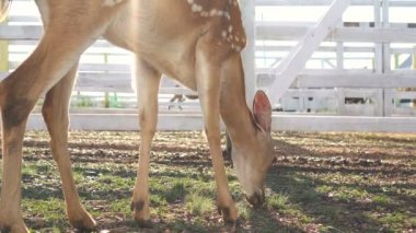 Bir gruptaki bir yeşil çim üzerinde otlatma bir geyik