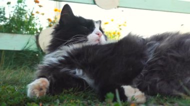 Şirin kedi, smokin desen siyah ve beyaz bicolor, sırtında bir çayırda yalan ve merakla seyir kedi