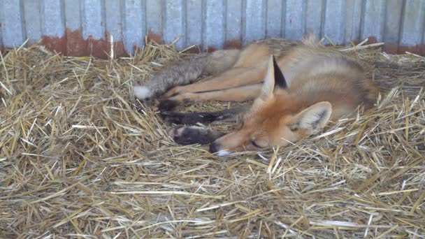 Zorro rojo dormido en el zoológico. El zorro duerme en una jaula — Vídeos de Stock