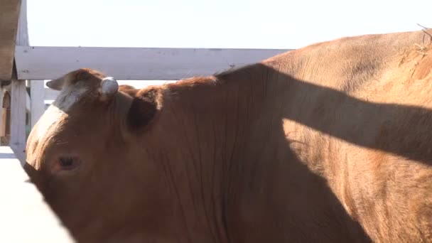 Devant un taureau gyrome dans un corral, avec ses cornes courbes caractéristiques et ses longues oreilles — Video