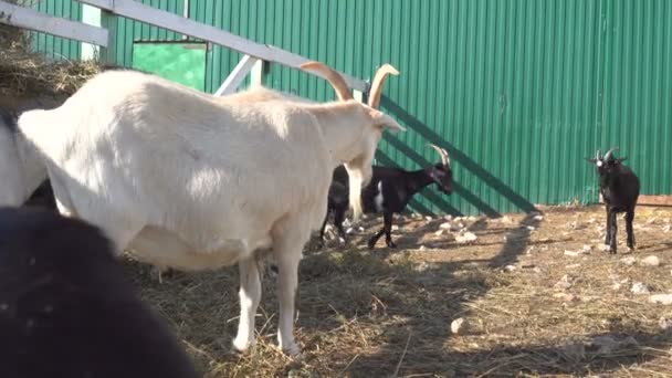 Vista de perto de cabras pastando em curral com cerca de madeira na fazenda — Vídeo de Stock