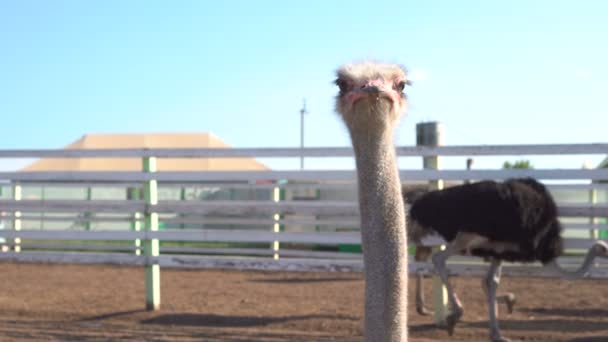Beautiful portrait of big African ostrich. — Stock Video