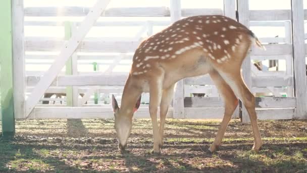 Einzelne Hirsche grasen im Zoo — Stockvideo