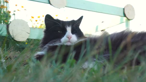 Schwarz-weiße Katze liegt auf dem Gras und gähnt — Stockvideo
