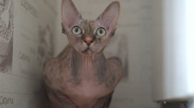 Evde yeşil ve sarı gözlü güzel safkan kel kedi Sfenks portresi