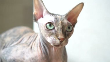 Gri arka plan üzerinde izole bir huysuz sphynx kedi ön görünüm - closeup portresi