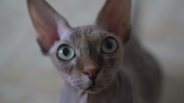 Yerli kedi Sphynx doğurmak. Bir halıya yatıyor kel bir gri kedi portresi