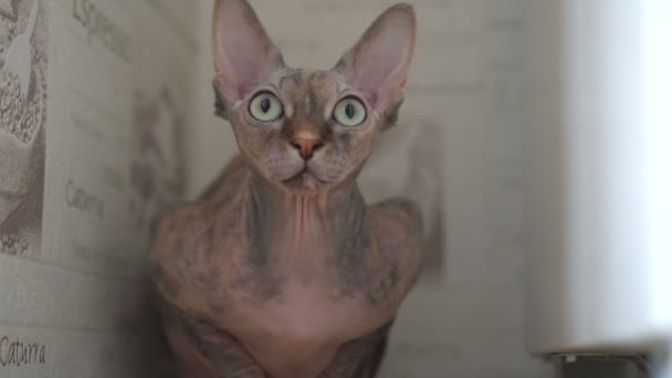 Портрет красивой чистокровной лысой кошки-сфинкса с зелеными и желтыми глазами дома — стоковое видео