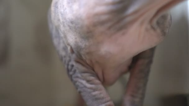 Bir güzel safkan kel kedi Sfenks portresi evde yürüyüş — Stok video