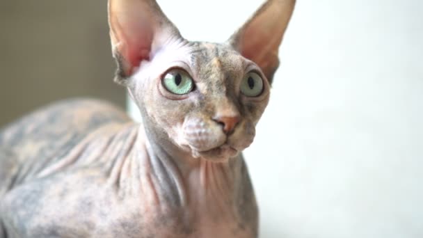 Retrato de primer plano de una esfinge gruñona vista frontal de gato - aislado sobre fondo gris — Vídeos de Stock