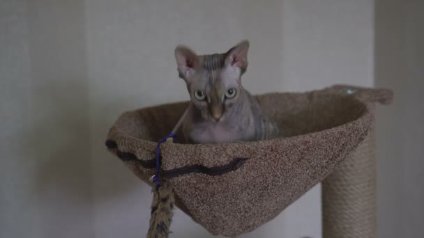 Careca gato Esfinge don Esfinge senta-se no leito do dia — Vídeo de Stock