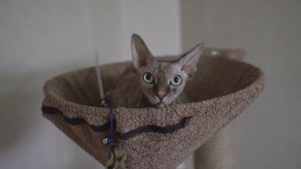 Лысый кот Сфинкс Дон Сфинкс лежит на кушетке . — стоковое видео