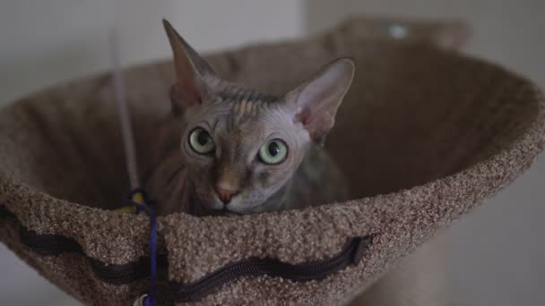Gatto pelato Sphynx don Sphynx si trova sul divano letto . — Video Stock