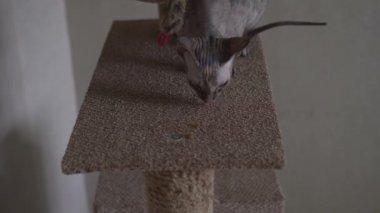 Kel sphynx kedi Kediler için kuru gıda yemek yeşil gözlü