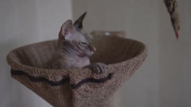 Sphynx - kel kedi oyuncak yatakta ile oynarken
