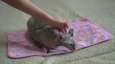 Kadının elleriyle okşadı mutlu kel kedi sahiptir