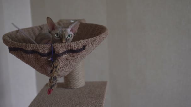 O orgulhoso gato da Esfinge encontra-se em sua cama e gosta de relaxar — Vídeo de Stock