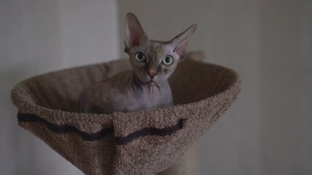 Čistokrevný nahá kočka Sfinga leží na místě — Stock video