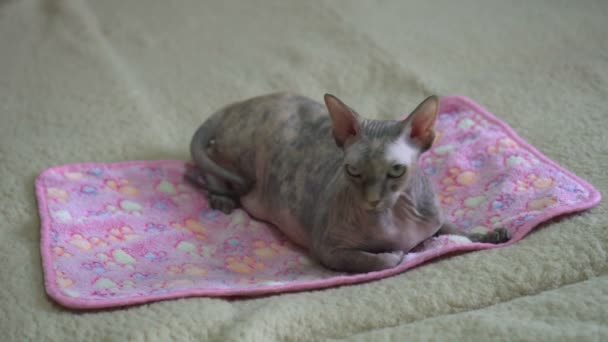 Gato doméstico de la raza Esfinge. Retrato de un gato gris calvo que yace en una alfombra — Vídeos de Stock