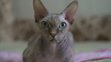 Evde yeşil ve sarı gözlü güzel safkan kel kedi Sfenks portresi