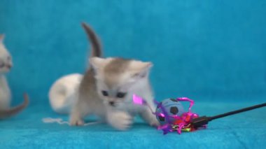 Mavi bir arka plan üzerinde bir oyuncakla oynamak bir gri kedicik