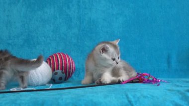 Yavru kedi. Beyaz ve gri newborn yavru kedi kanepede. Mavi bir yatak üzerinde tatlı sevimli minik yavru kedi.