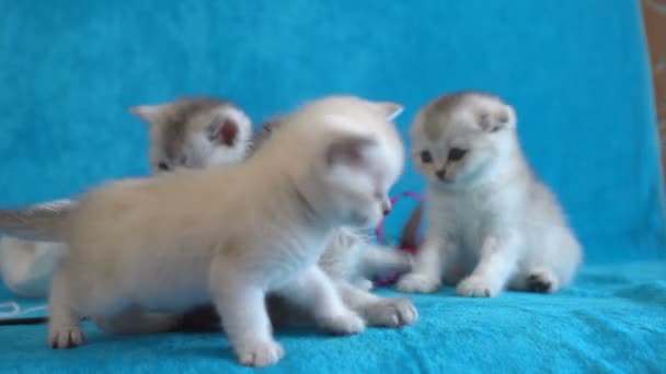 Witte en grijze pluizige kittens spelen samen — Stockvideo