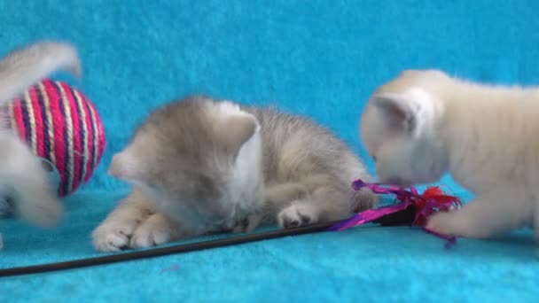 ふわふわの白の子猫を楽しみにしてオフの青い毛布の上に横たわる — ストック動画