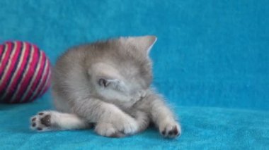 Yedi kabarık beyaz kedi kapalı bir beyaz döşeme dört gözle, pembe bir arka plan koyun derisi yatak. Esneme ve germe, bir yavru kedi görünüyor yardım isteme gibi