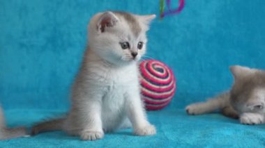 Bebek kedi, yavru kedi sağlık gibi bekliyoruz. Birinin gözleri çok iyi ve mutlu. Yeni doğan Evcil hayvan çok güzel.