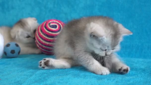 Pequeños gatitos blancos y grises felices juntos — Vídeo de stock