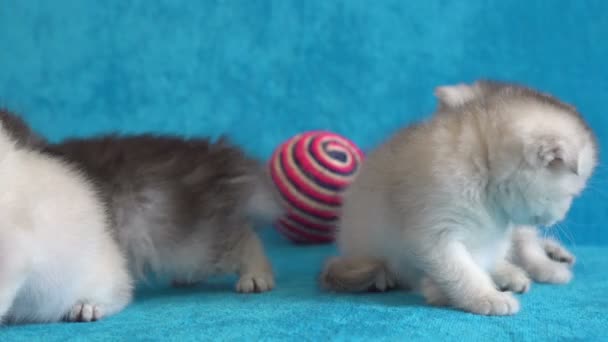 Szőrös kis játékos fehér cica kék háttér — Stock videók