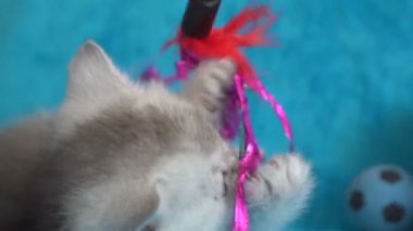 Mavi bir arka plan üzerinde oynayan yavru kedi