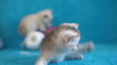 Bir oyuncak - mavi kanepe üzerinde tüy ile oynarken bir gri tabby yavru kedi