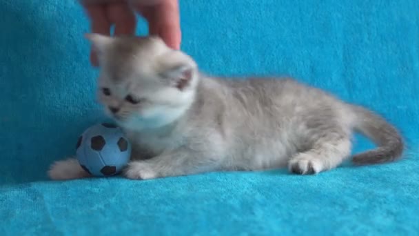 Hand stroking cute little kitty, lying on blue bed in morning light. — Stock Video
