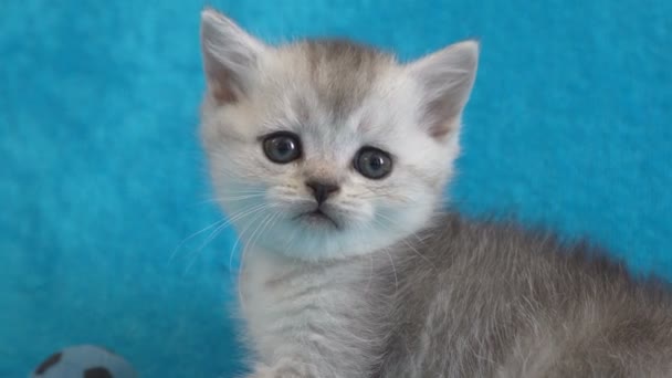 Серый шотландский котёнок на голубой кровати — стоковое видео