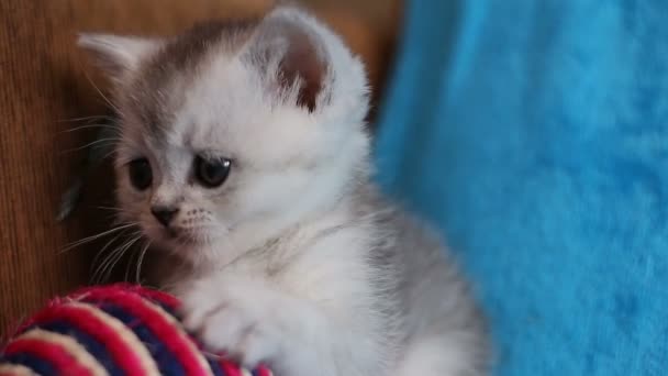 Grau flauschig lustiges kleines Kätzchen auf dem blauen Bett — Stockvideo