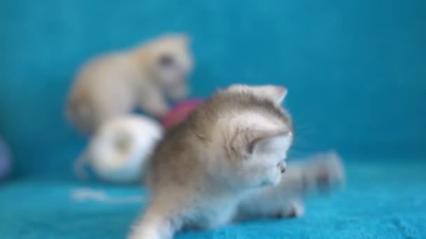 Серый котенок, играющий с игрушкой - пером, на синем диване — стоковое видео