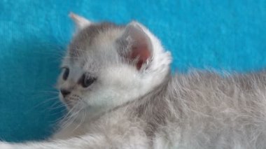 Highland düz - İskoç düz longhair yavru kedi