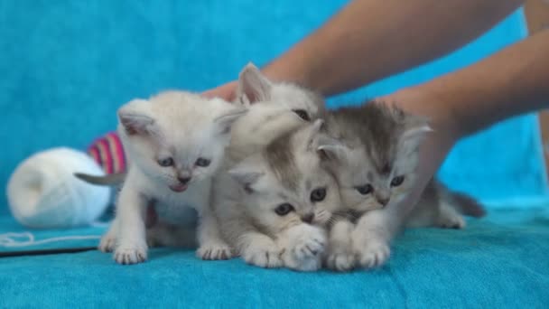 Hombre Tiene Cuatro Gatitos Manos Gatitos Masculinos Gatos Esponjosos — Vídeo de stock