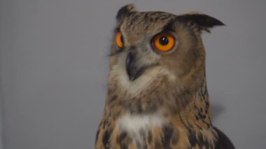 Turuncu iri gözlü gri arka plan üzerinde baykuş. Baykuş gri arka planda