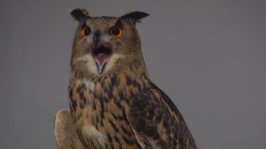 Turuncu iri gözlü gri arka plan üzerinde baykuş. Baykuş gri arka planda