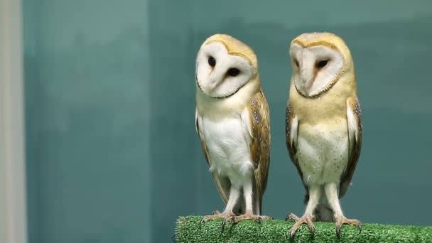 两个凉爽的谷仓猫头鹰坐在一起跳舞 — 图库视频影像