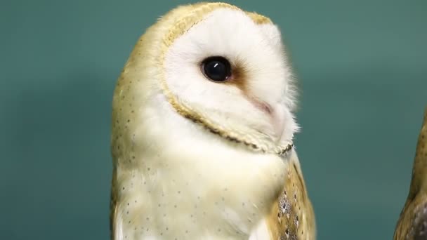 Head of beautiful barn owl — Stock Video