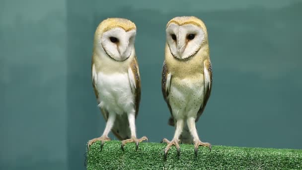 Zwei niedliche Schleiereulen aus der Familie der Tytonidae — Stockvideo