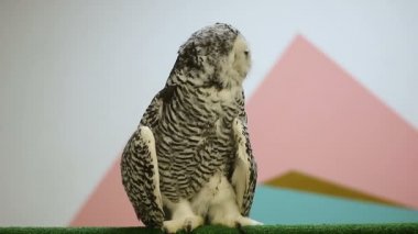 kötü kar baykuşu yakın çekim