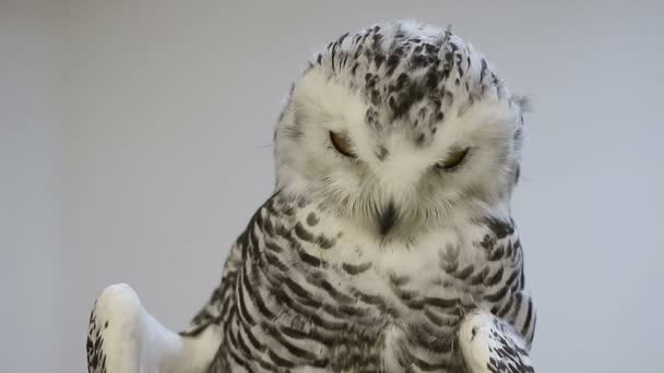 Portrait de la chouette des neiges — Video